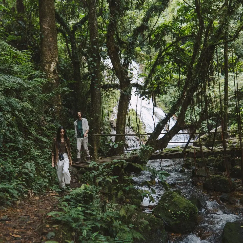 Gorilla Forest Lodge thumbnail 2