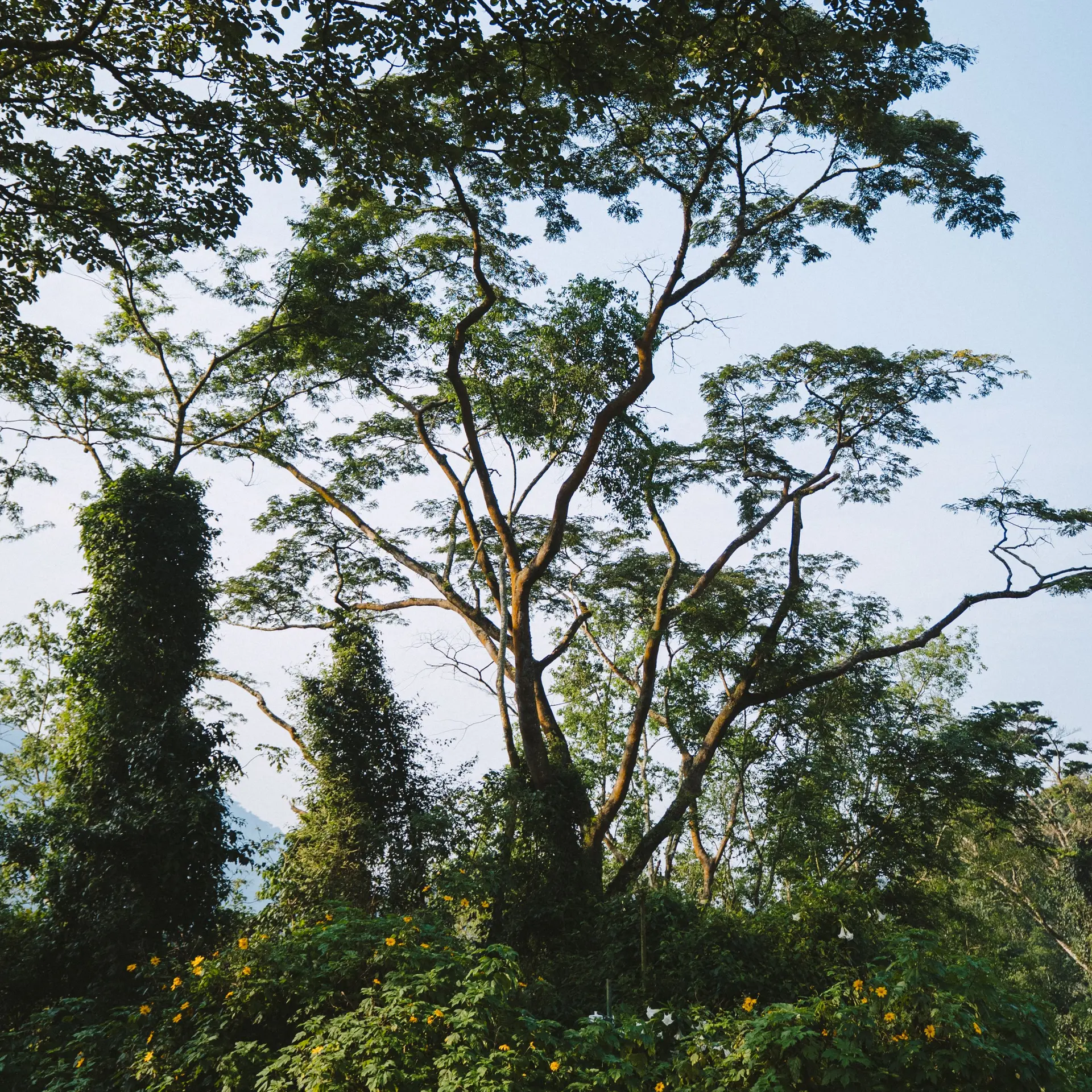 Gorilla Forest Lodge thumbnail 3