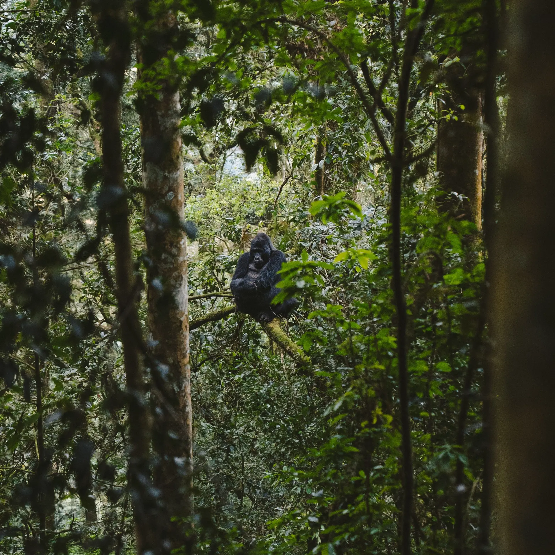Gorilla Forest Lodge