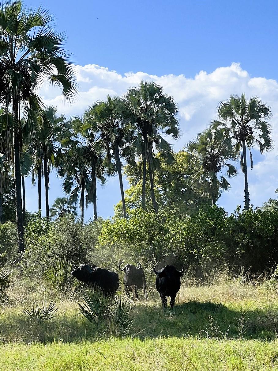 Kala Camp thumbnail 5