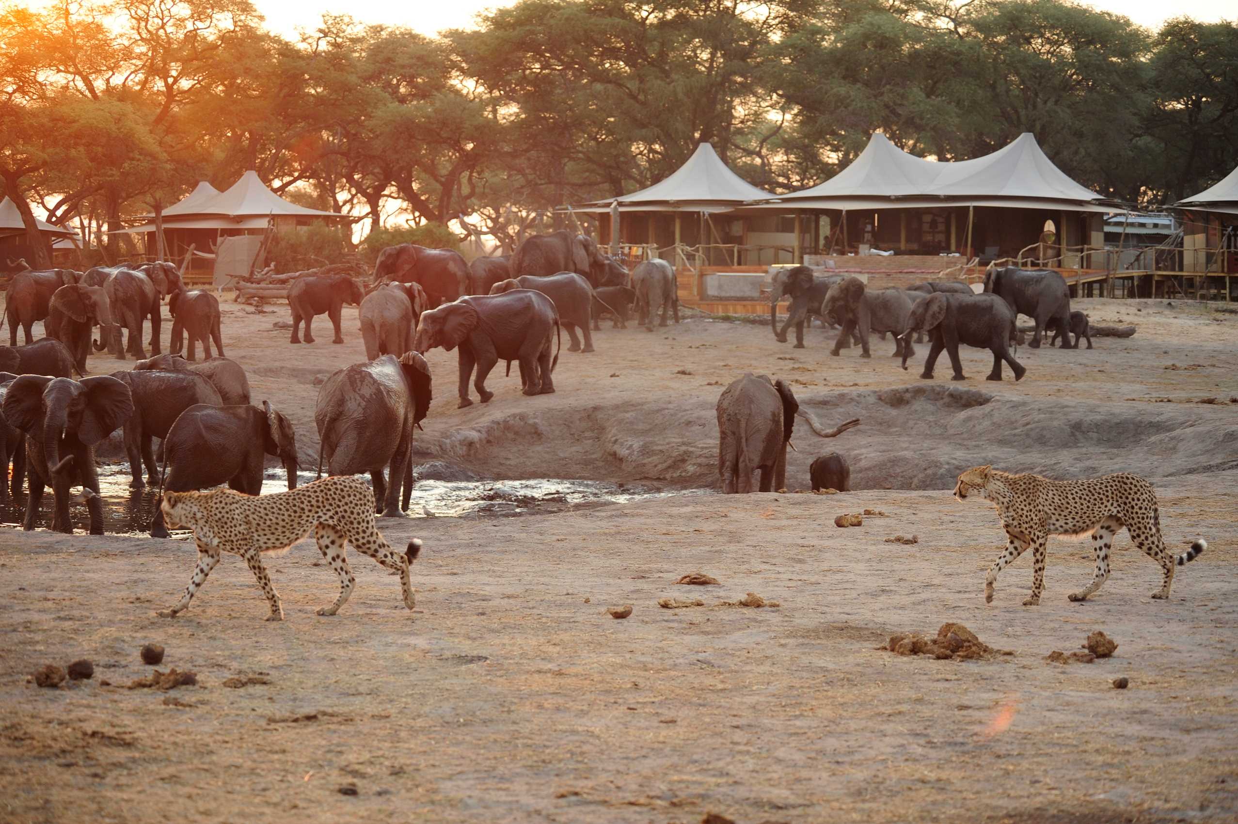 Somalisa Camp thumbnail 9