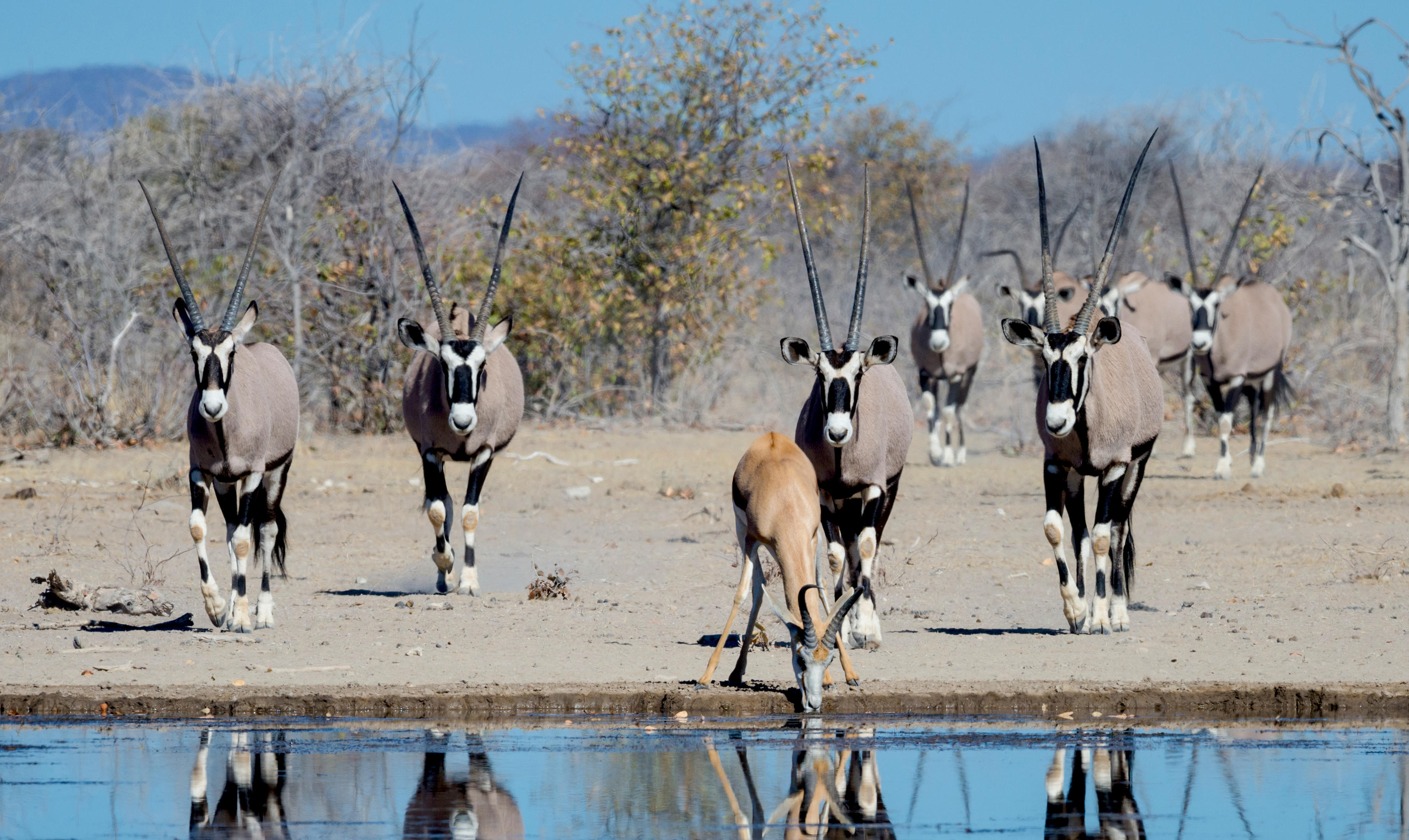 Etosha Mountain Lodge thumbnail 8