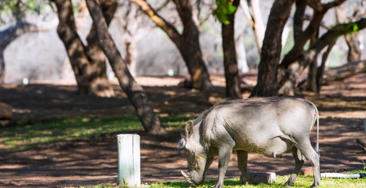 Waterberg Valley Lodge thumbnail 6