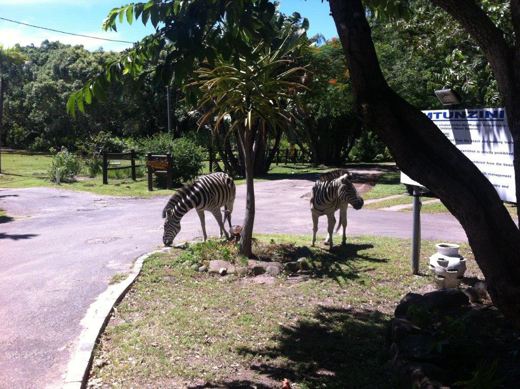 Gooderson Mtunzini Forest Lodge thumbnail 2