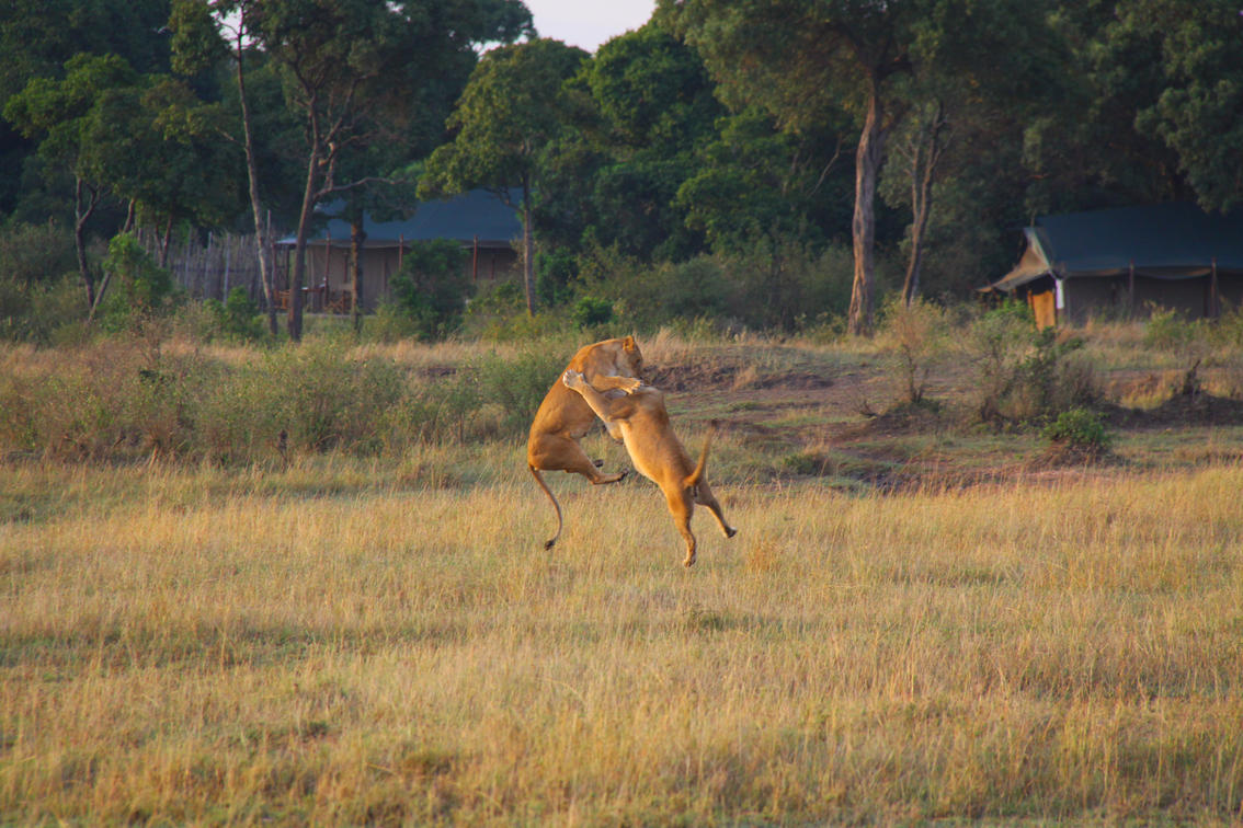 Offbeat Mara