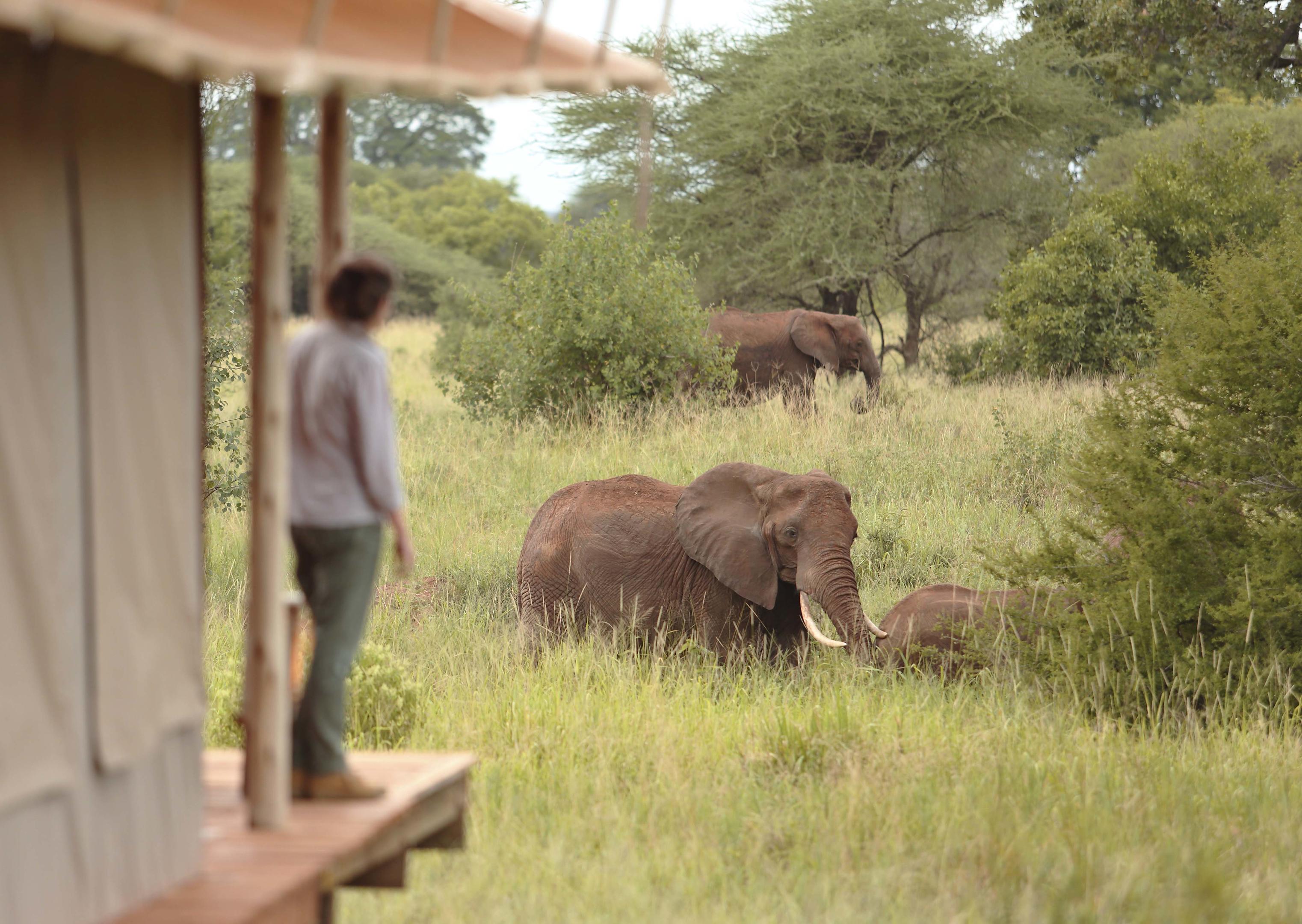 Tarangire Ndovu Tented Lodge thumbnail 8