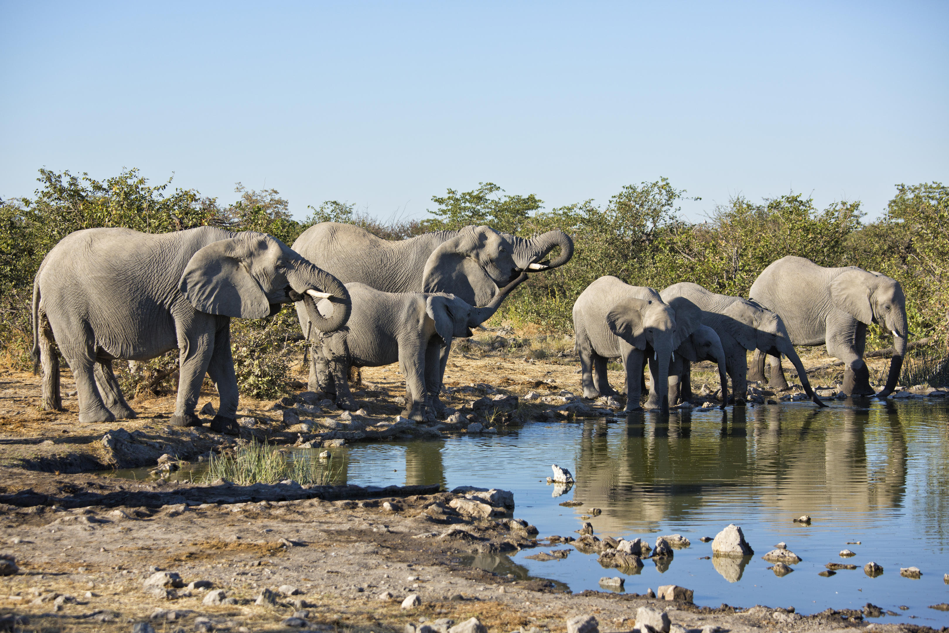 Safarihoek Lodge thumbnail 9