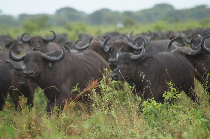 Honeyguide Tarangire Camp thumbnail 12