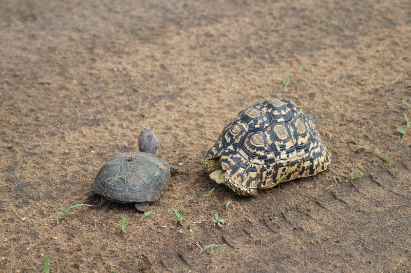 Honeyguide Tarangire Camp thumbnail 13