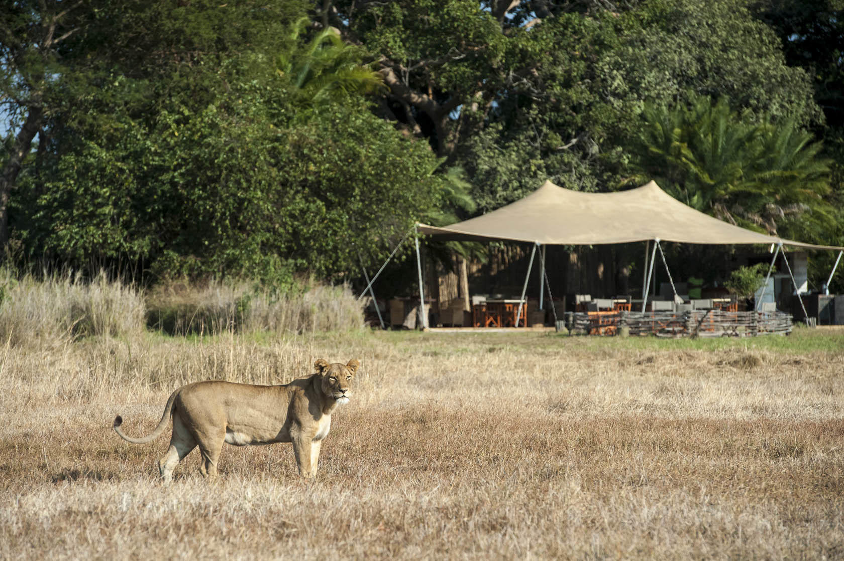 Wilderness Busanga Bush Camp thumbnail 1