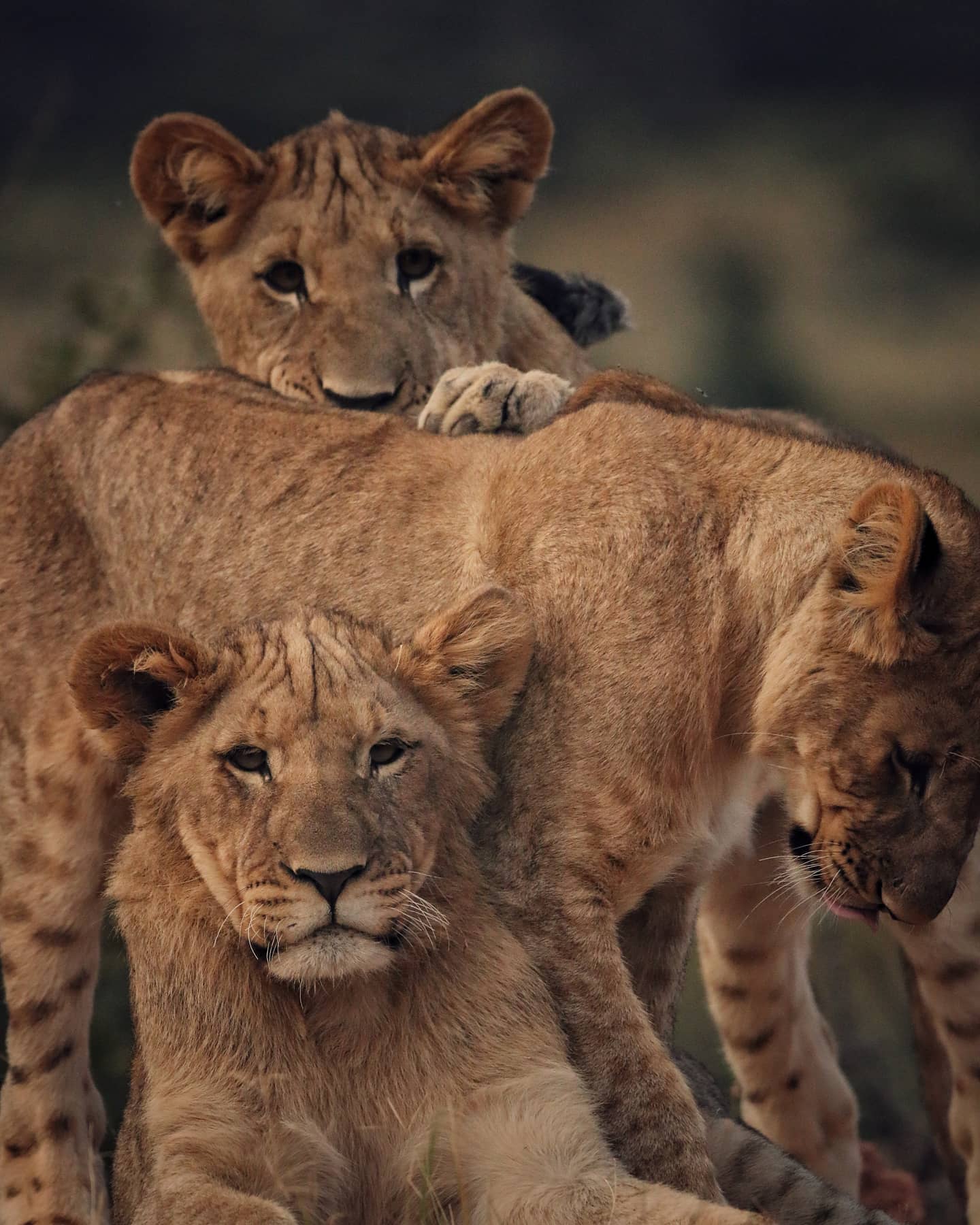 Honeyguide Ranger Camp thumbnail 12
