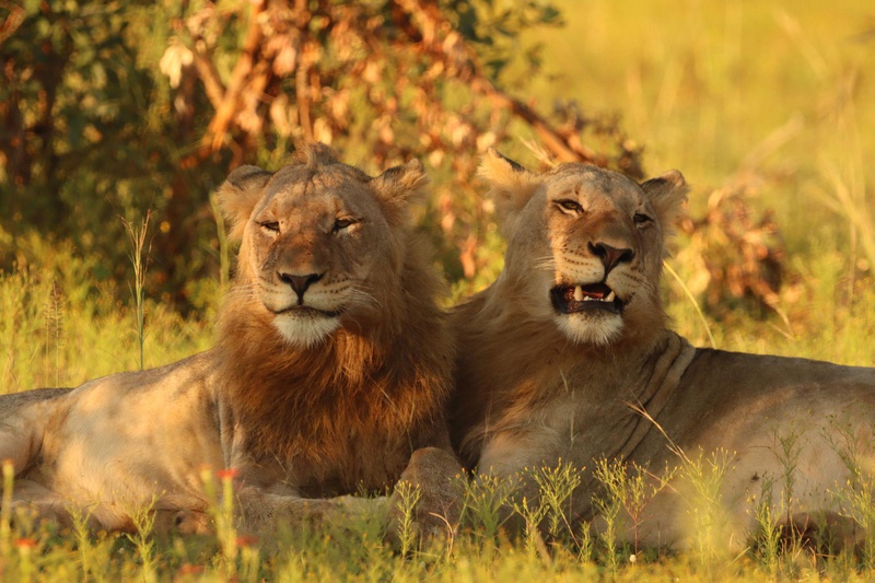 Honeyguide Ranger Camp thumbnail 21