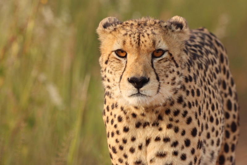 Honeyguide Ranger Camp thumbnail 23