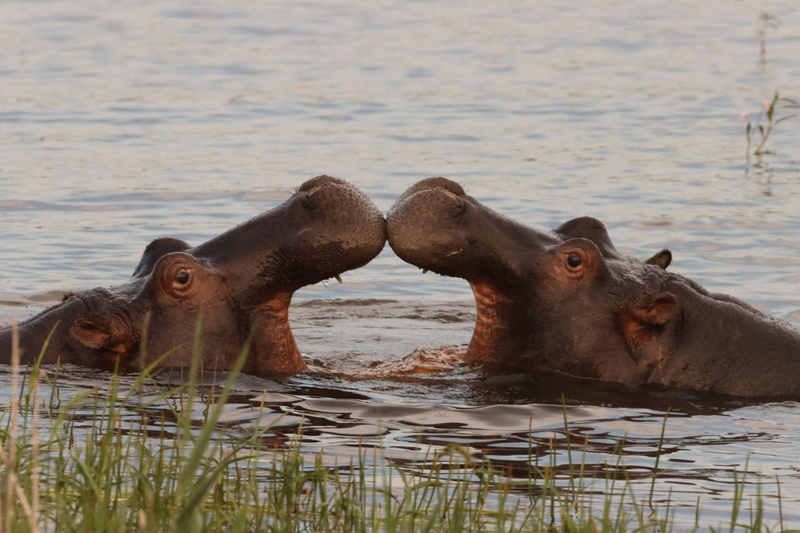 Honeyguide Ranger Camp thumbnail 18