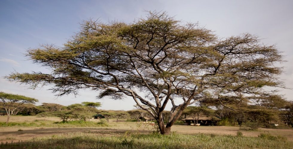 Serian Serengeti South thumbnail 2