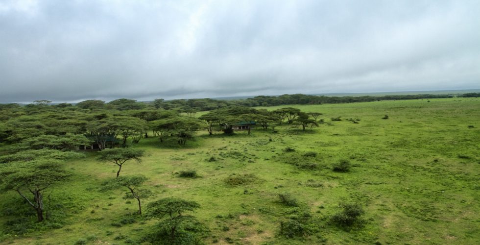 Serian Serengeti South thumbnail 6