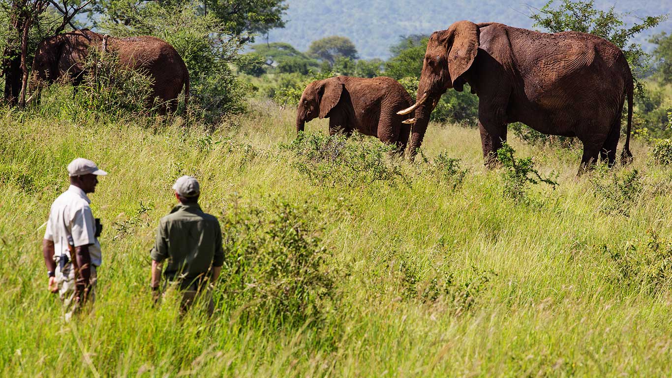 Elewana Tarangire Treetops thumbnail 3