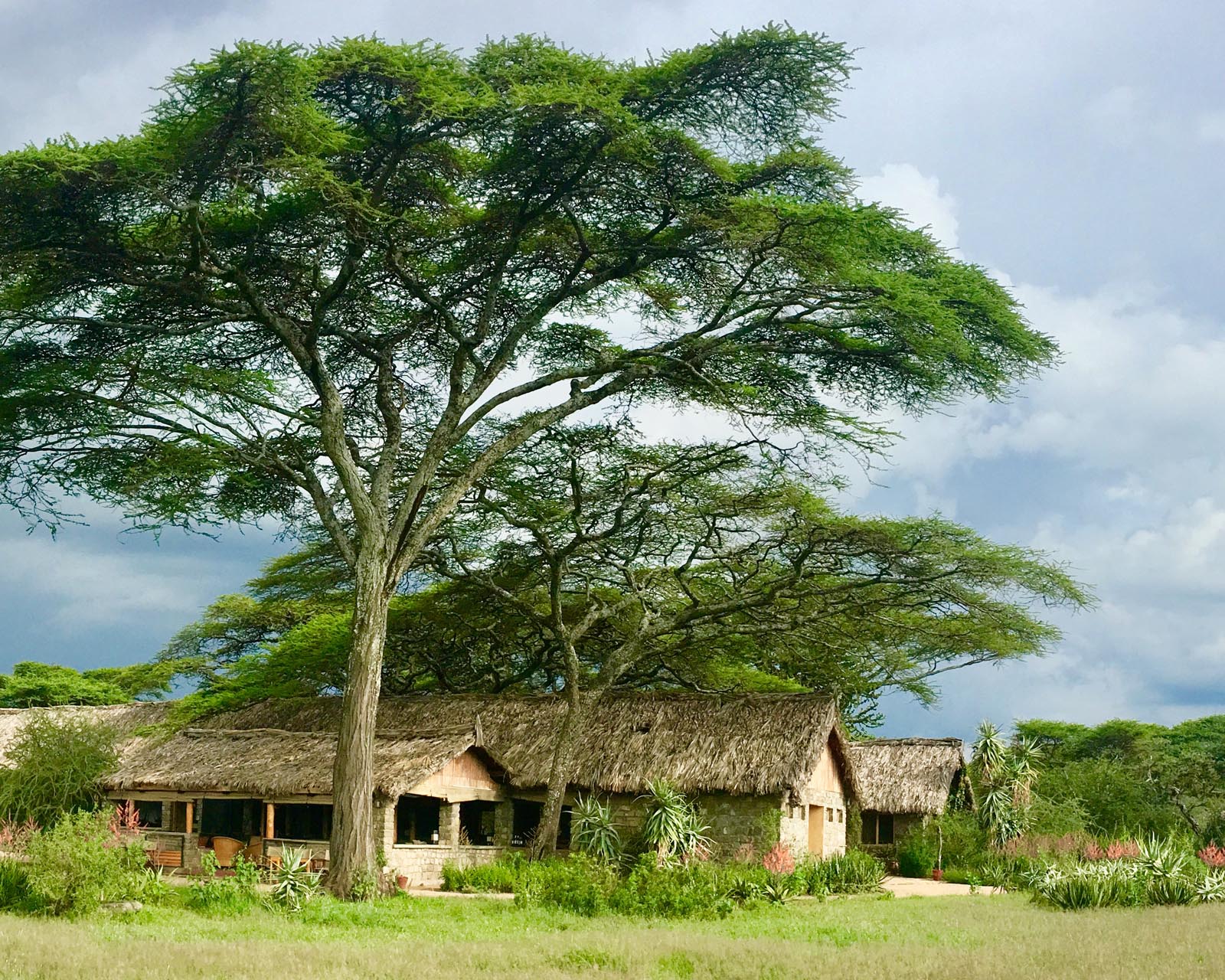 Ndutu Safari Lodge