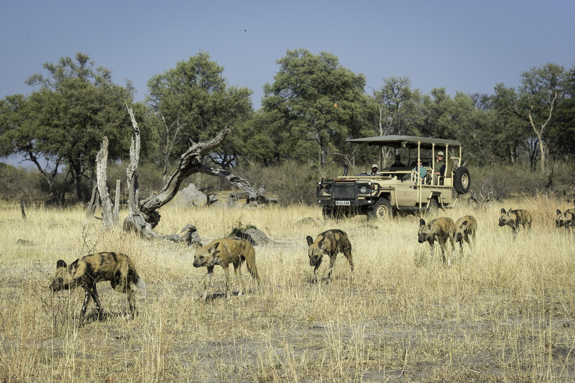 Wilderness Linyanti Tented Camp thumbnail 6