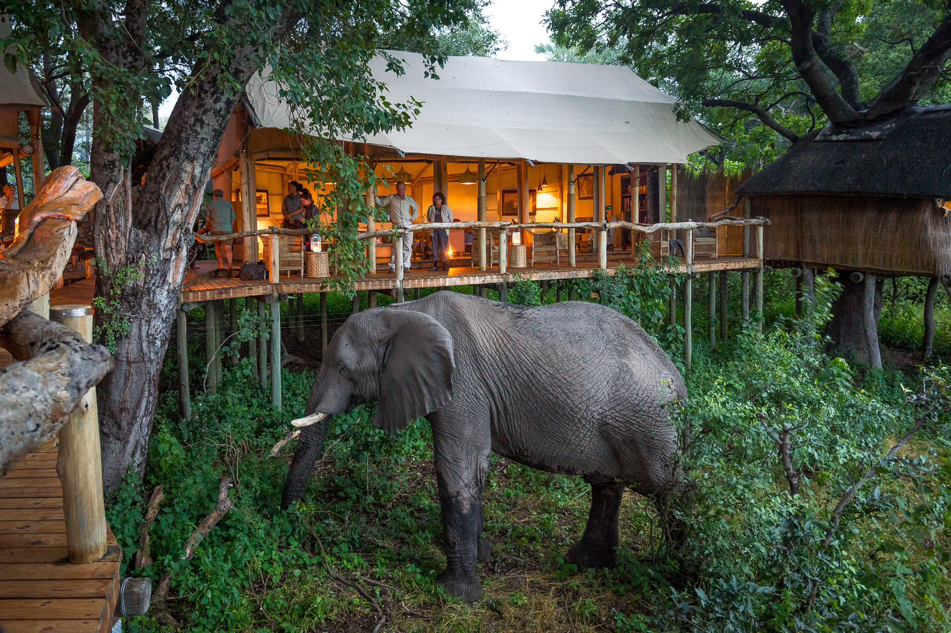 Tubu Tree Camp thumbnail 2
