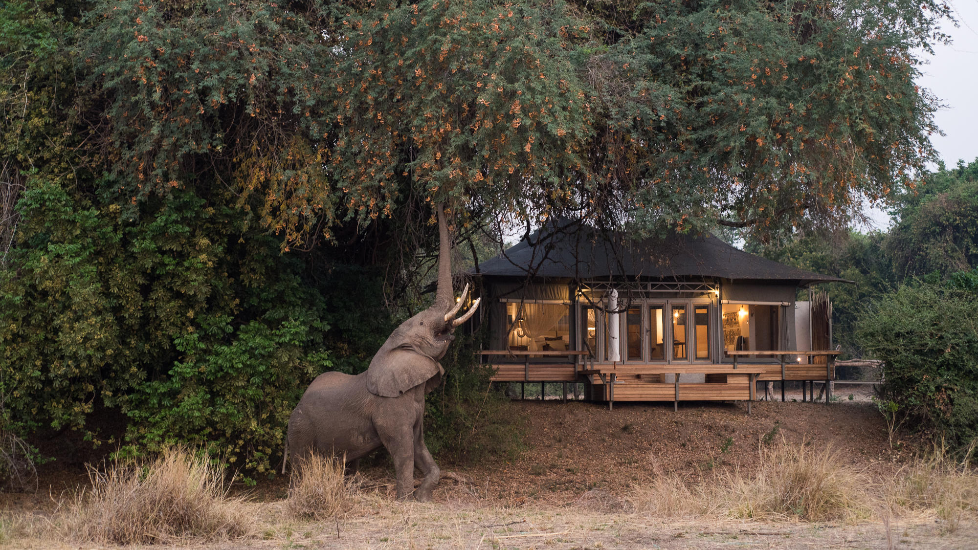 Wilderness Chikwenya