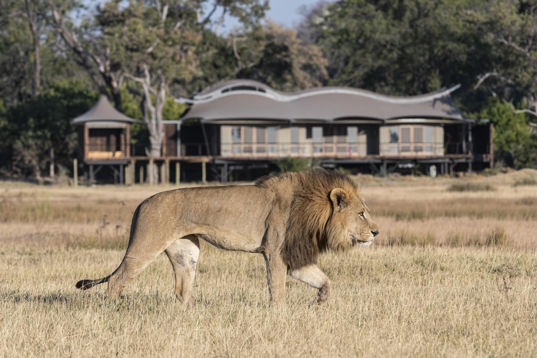 Xigera Safari Lodge thumbnail 3