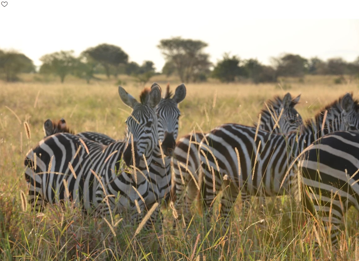Kirurumu Serengeti Central