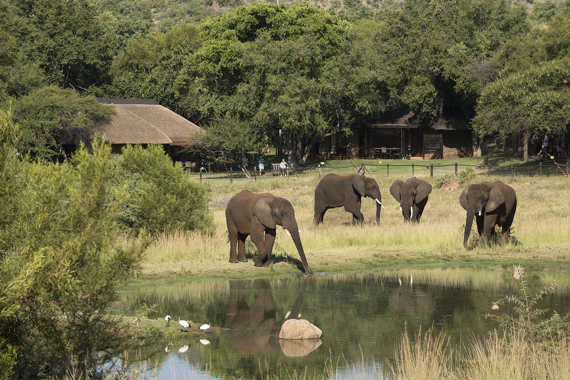 Bakubung Bush Lodge