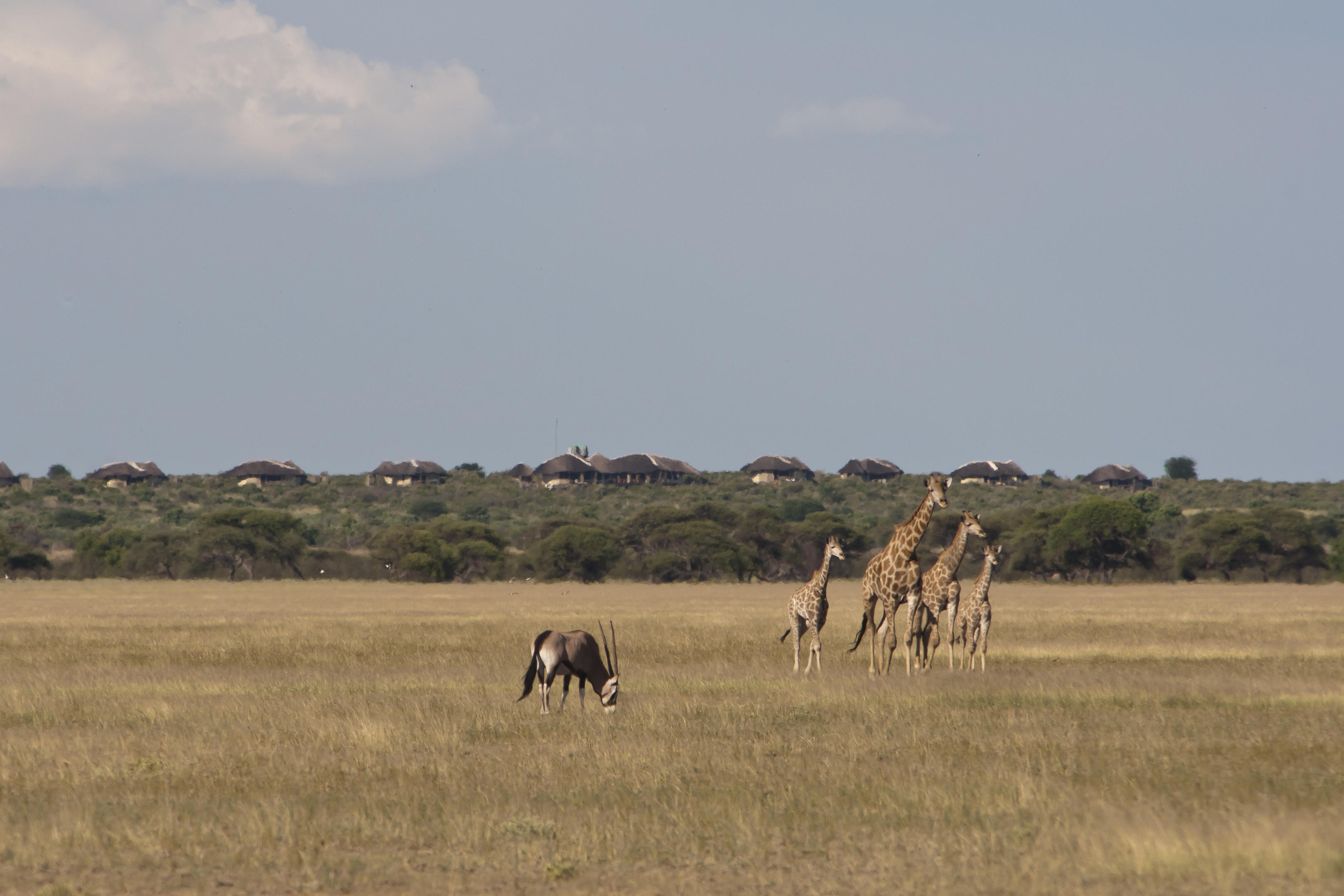 Kwando Tau Pan thumbnail 3