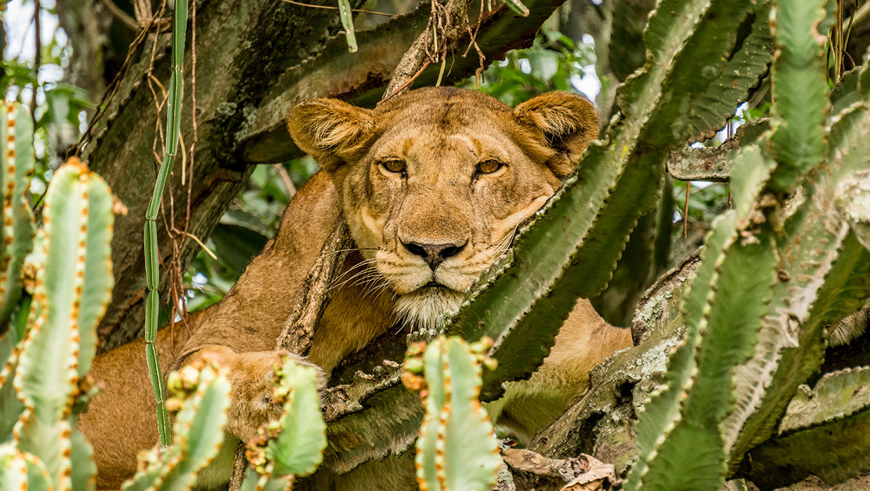 Mweya Safari Lodge thumbnail 6