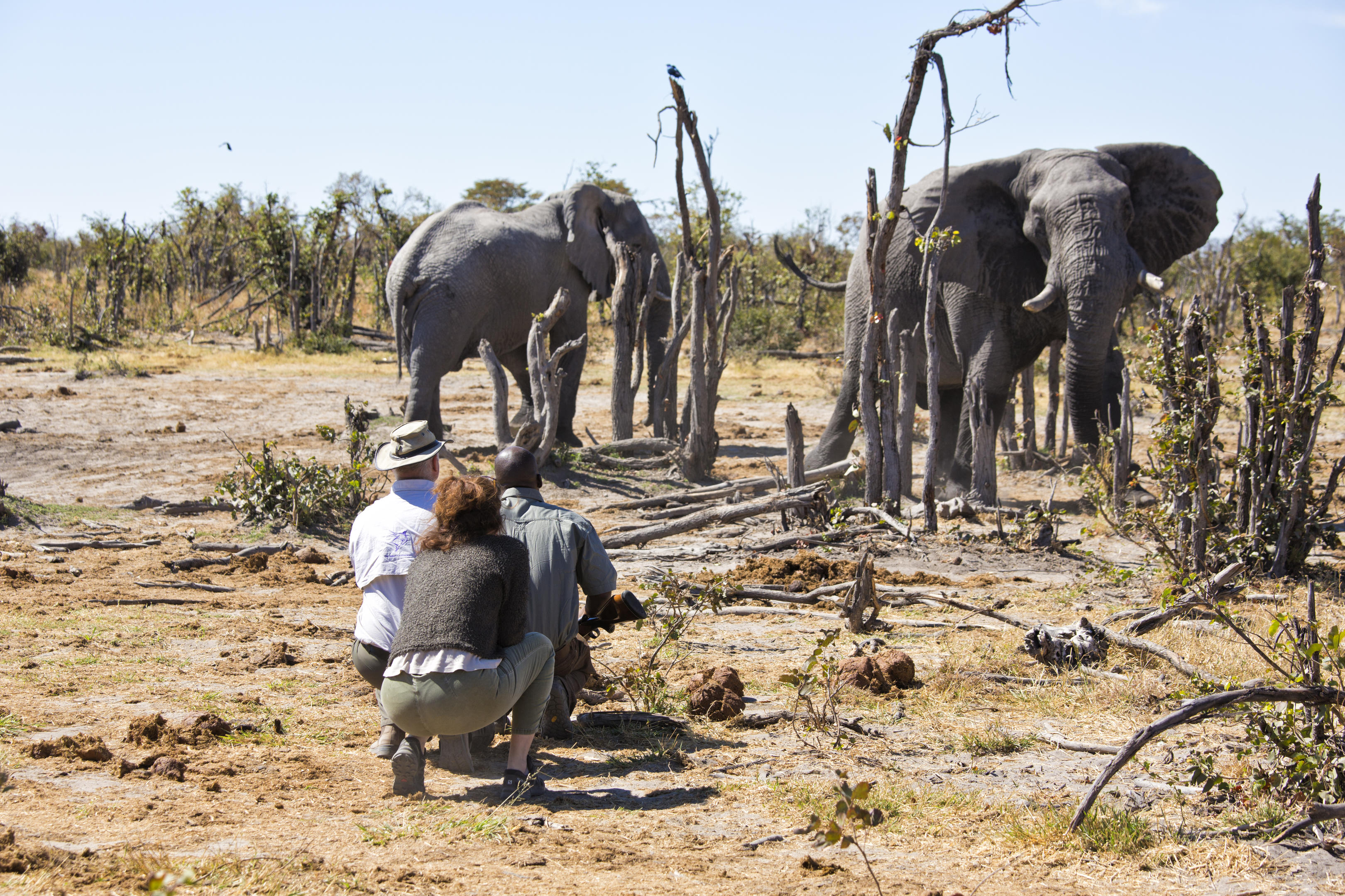 Elephant Pan thumbnail 7