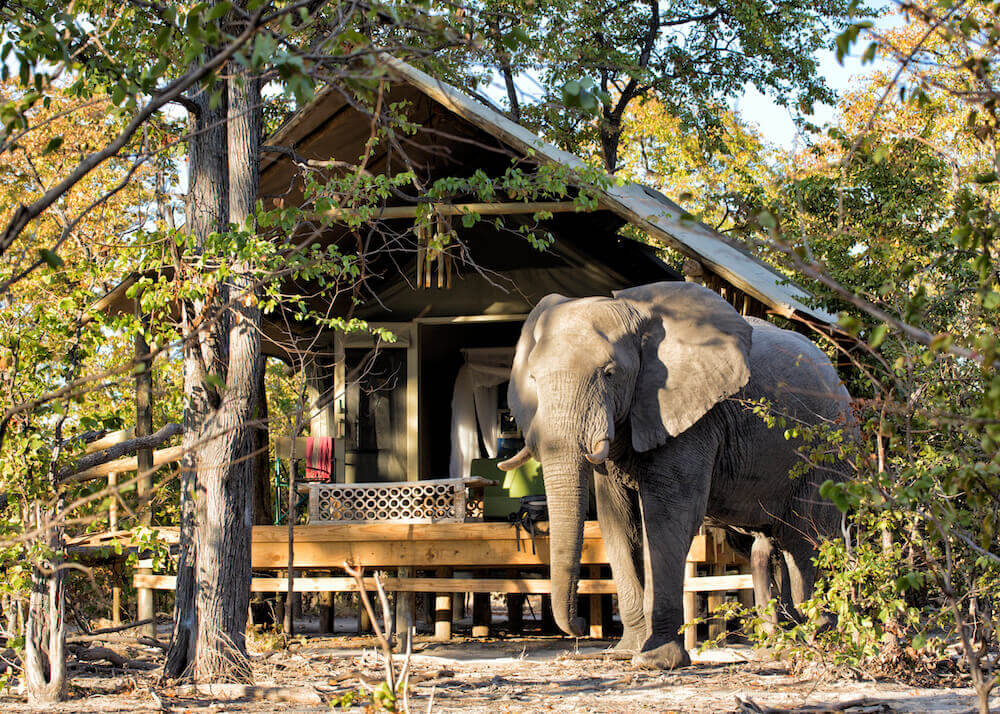 Elephant Pan thumbnail 2