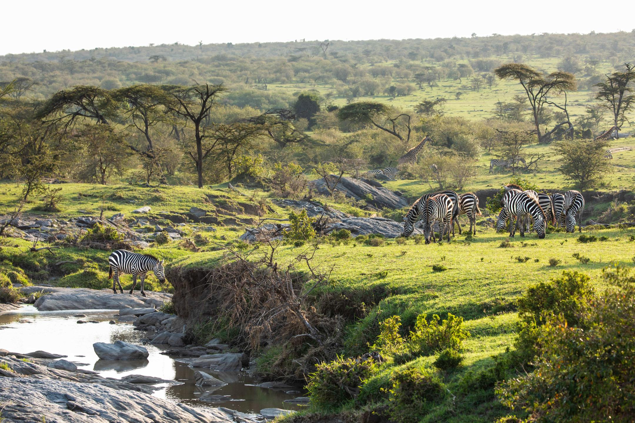 Mara Toto Tree Camp thumbnail 6