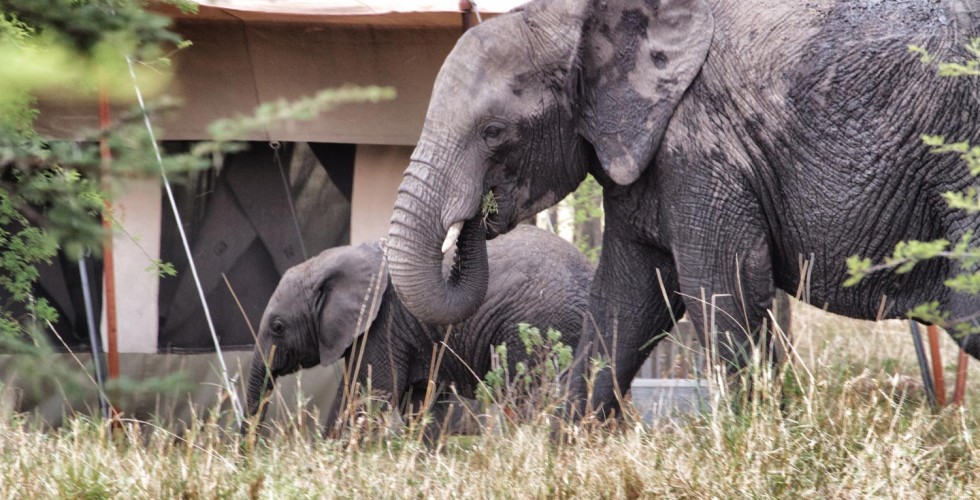 Serian Serengeti North thumbnail 3