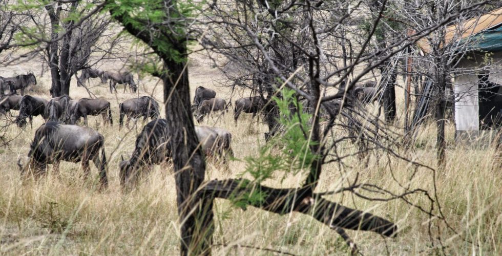 Serian Serengeti North thumbnail 6