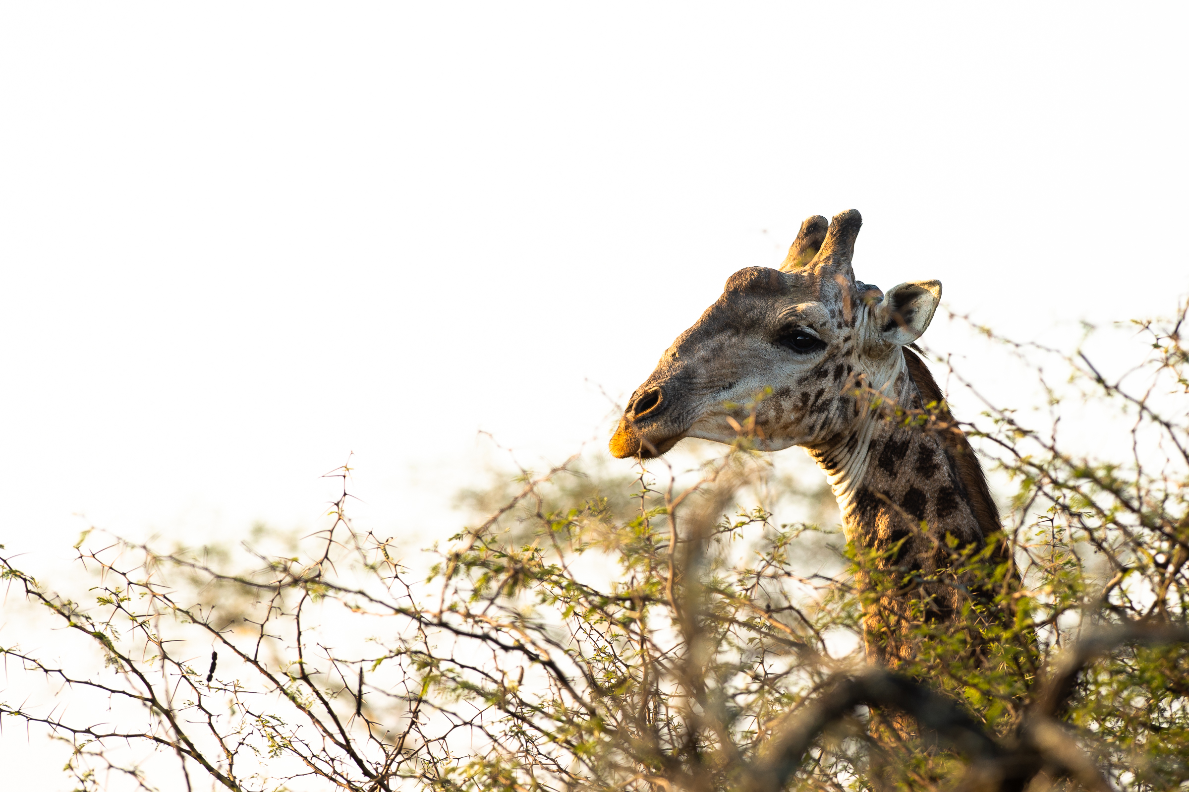 Zululand Lodge thumbnail 5