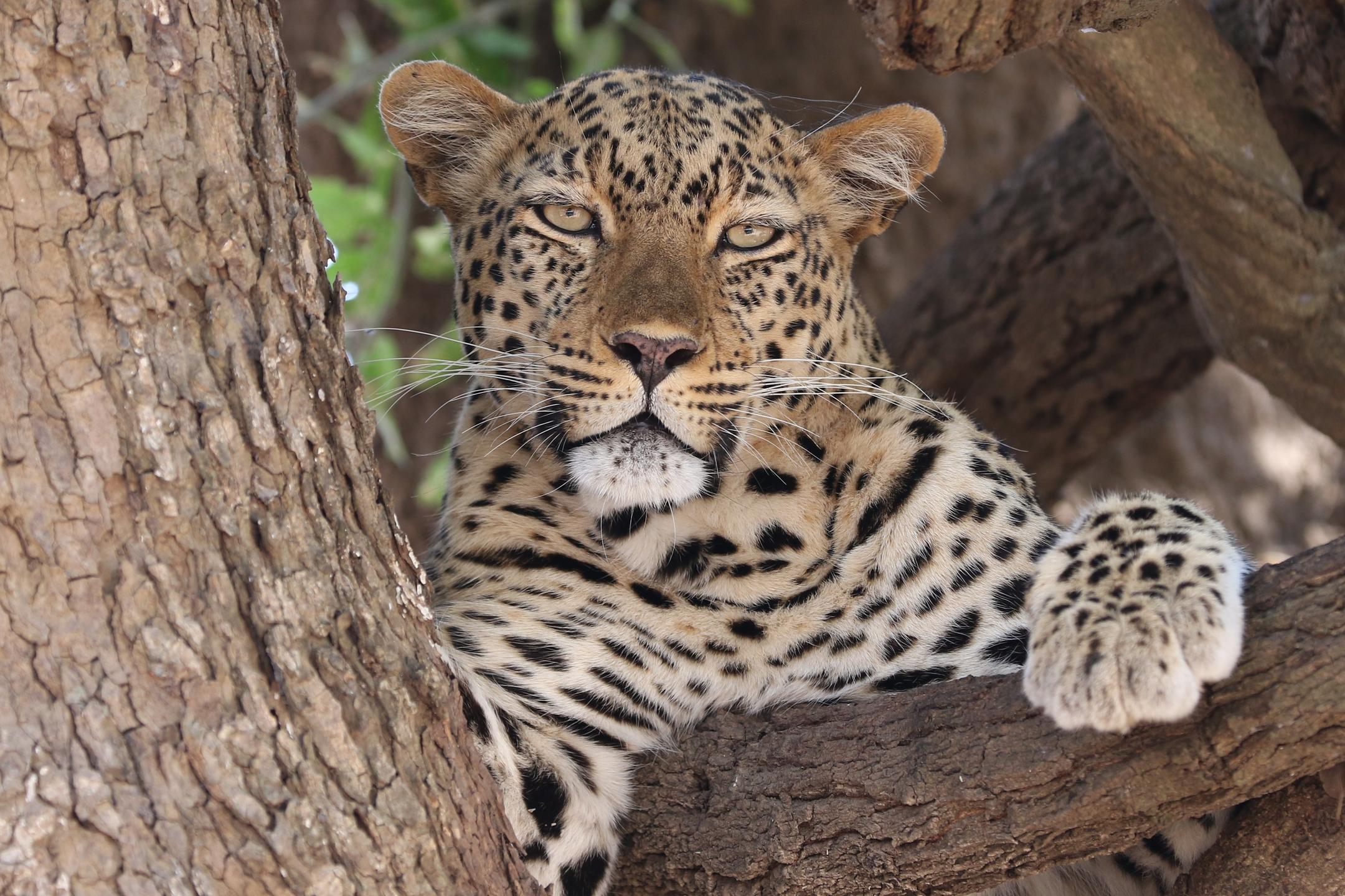 Chikunto Safari Lodge thumbnail 5