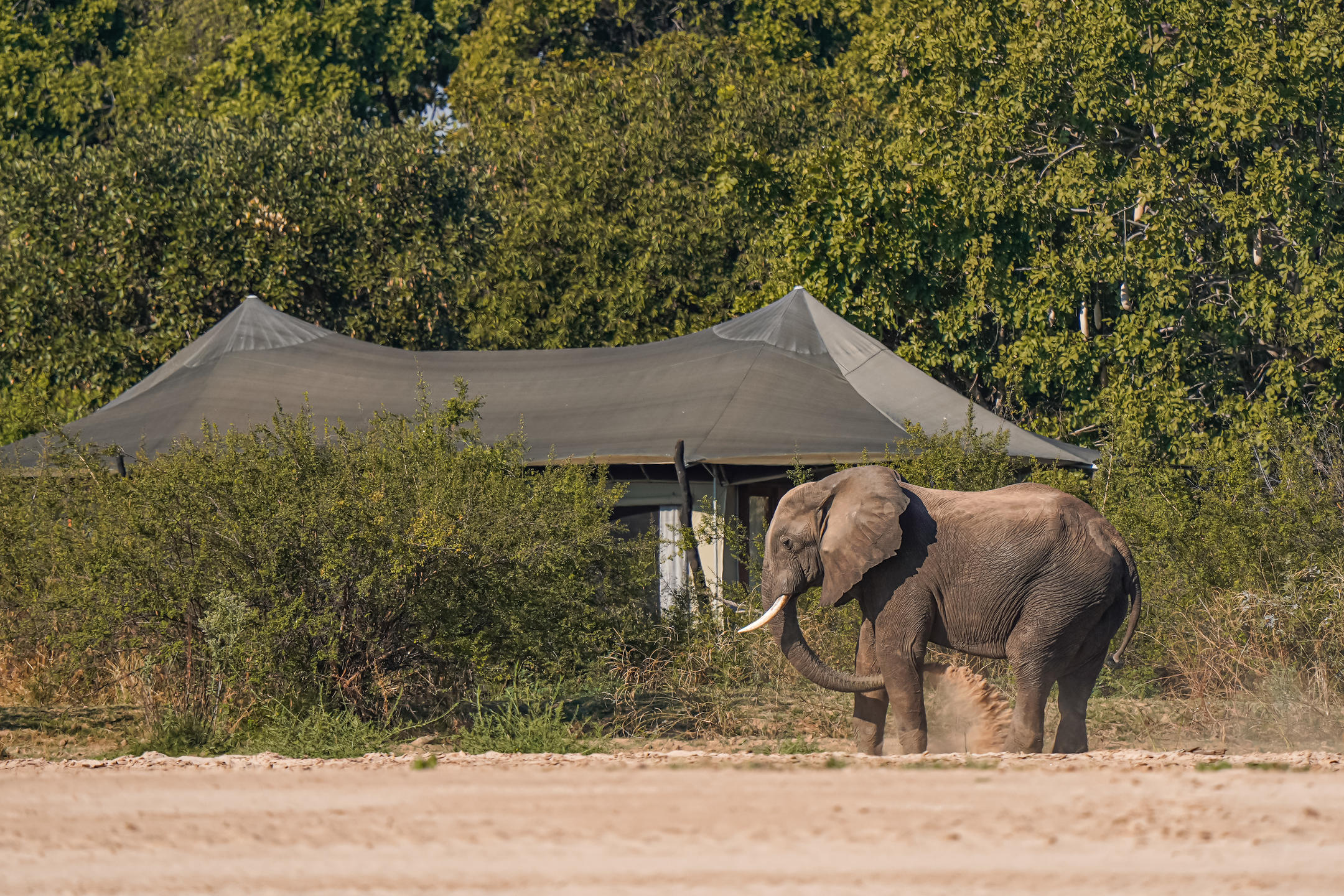 Chikunto Safari Lodge thumbnail 44