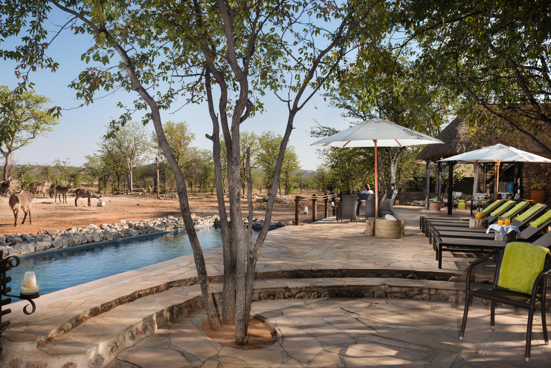 Ongava Tented Camp thumbnail 8