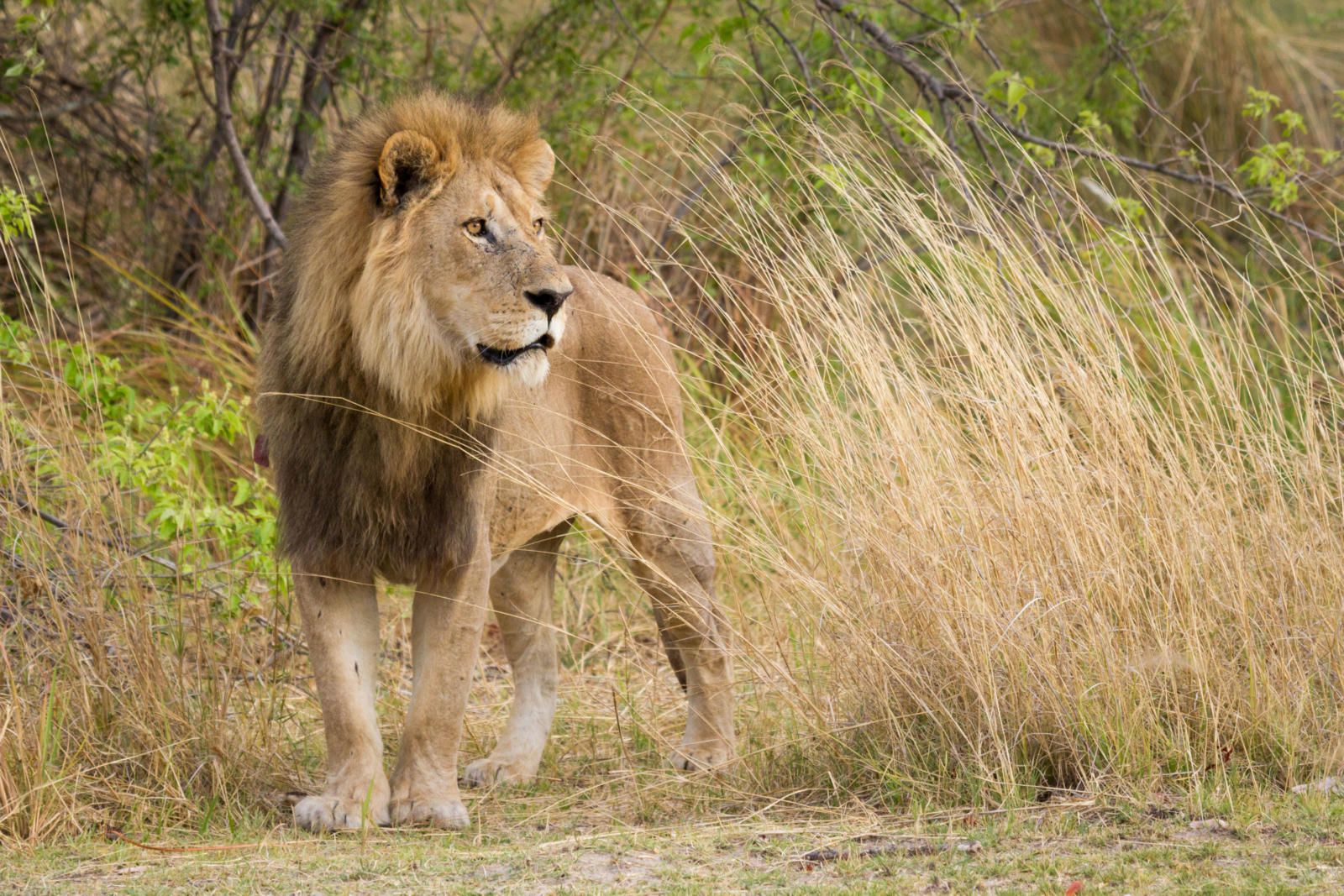 Camp Moremi thumbnail 9