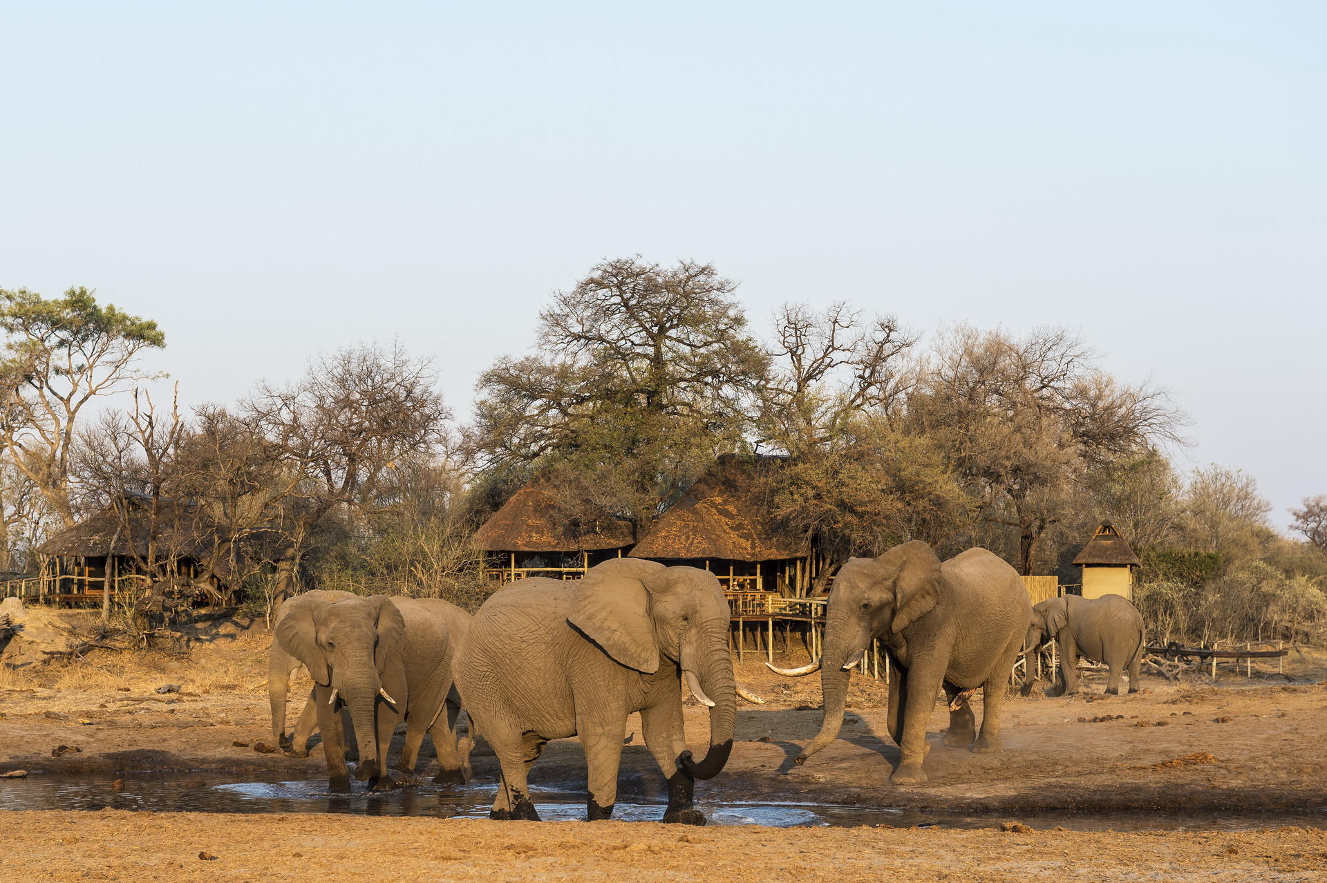 Wilderness Savuti