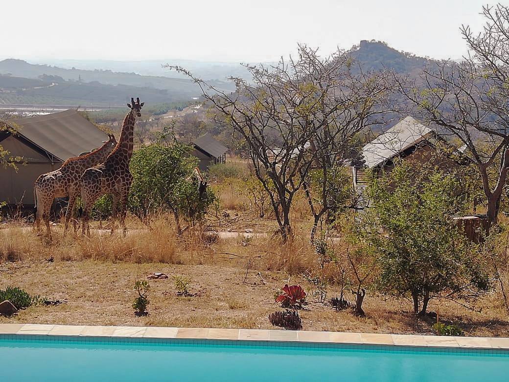 Ndhula Luxury Tented Lodge thumbnail 5